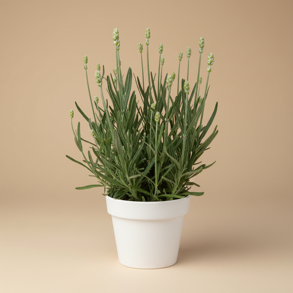 Lavandula Int Edelweiss – volledige plant in witte pot op warme beige studioachtergrond