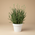 Lavandula Int Edelweiss – volledige plant in witte pot op warme beige studioachtergrond