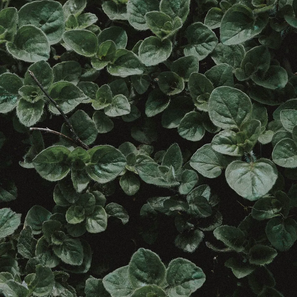 Gewone oregano