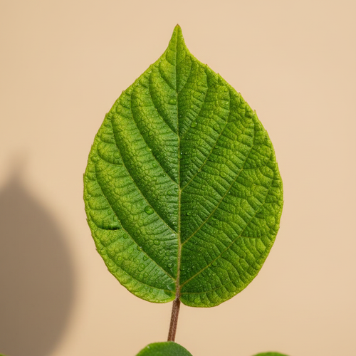 Close-up van blad of bloem van Actinidia Chinensis kiwiplant met warme beige studioachtergrond