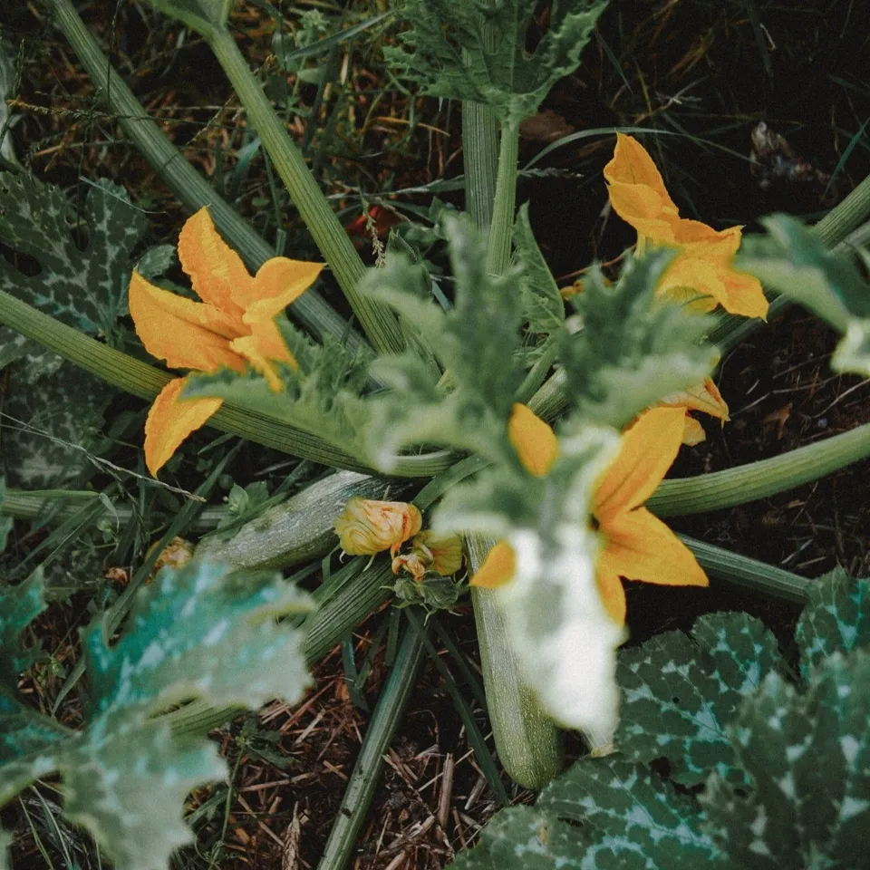 Mijn eerste moestuin - Zadenset