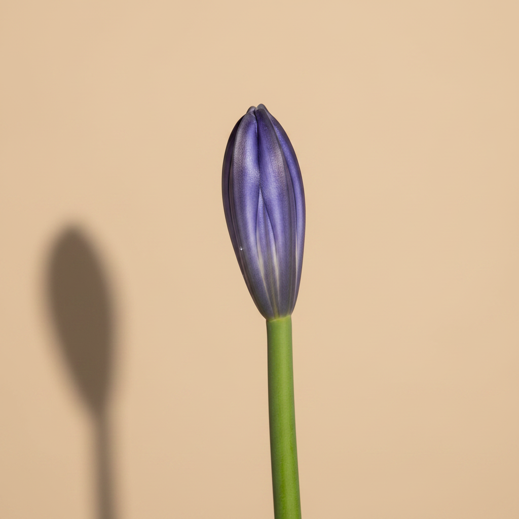 Agapanthus Amourette Shocking Blue – close-up bloem, warme beige studioachtergrond