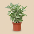 Kalanchoe beharensis Oak Leaf op warme beige studioachtergrond
