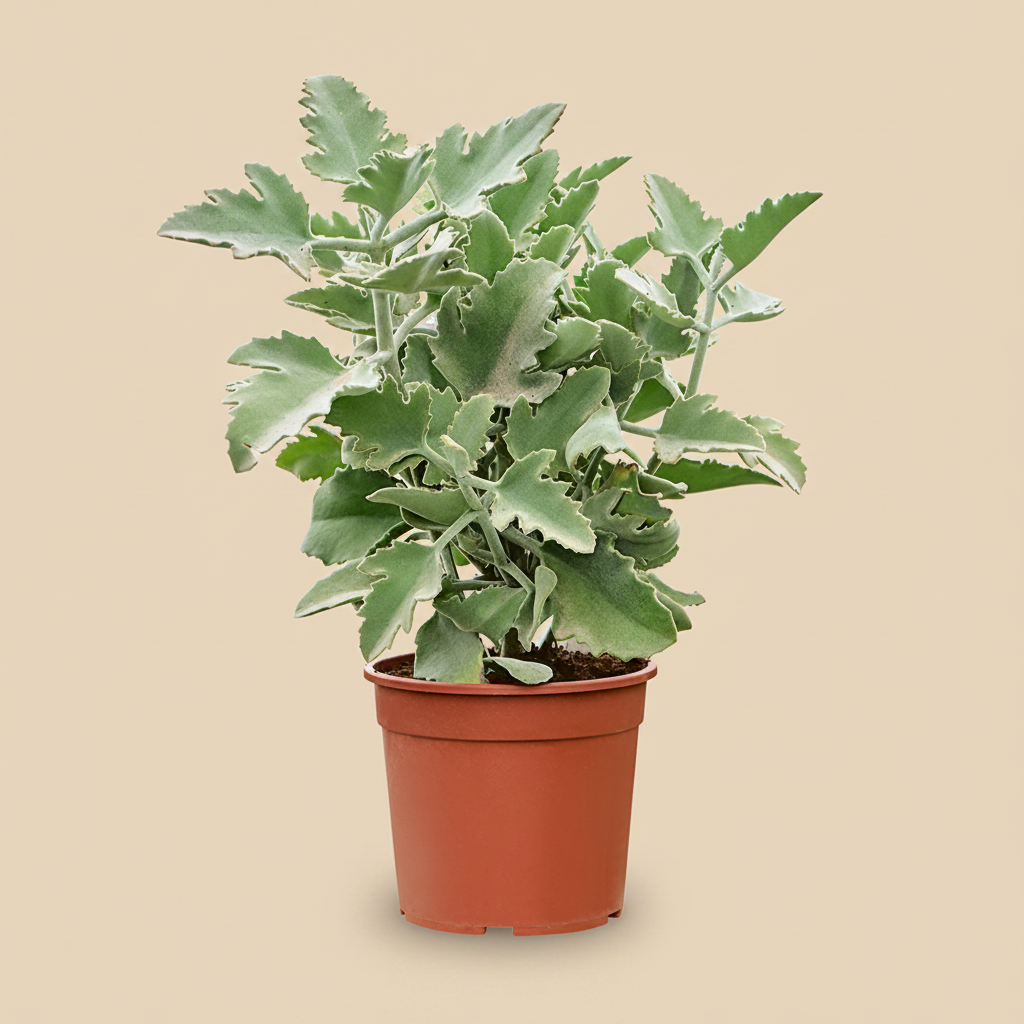 Kalanchoe beharensis Oak Leaf op warme beige studioachtergrond