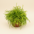 Rhipsalis baccifera Oasis - Koraalcactus in pot
