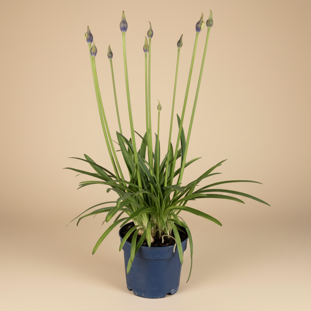 Agapanthus Amourette Shocking Blue – warme beige studioachtergrond