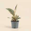 Ficus elastica Tineke – beige studioachtergrond