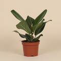 Ficus Benghalensis Audrey op warme beige studioachtergrond