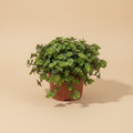Callisia Repens – warme beige studioachtergrond