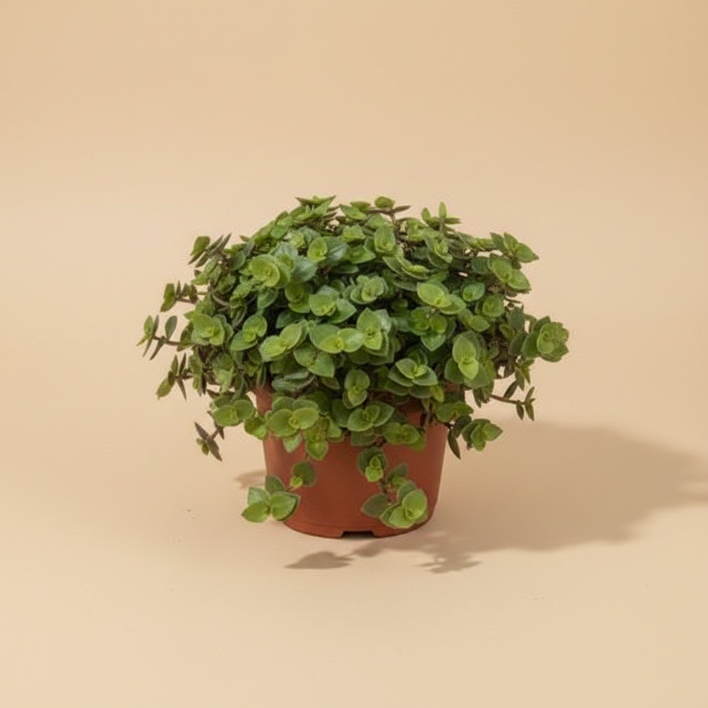 Callisia Repens – warme beige studioachtergrond