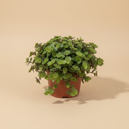 Callisia Repens – warme beige studioachtergrond