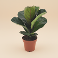 Ficus Lyrata Bambino – warme beige studioachtergrond