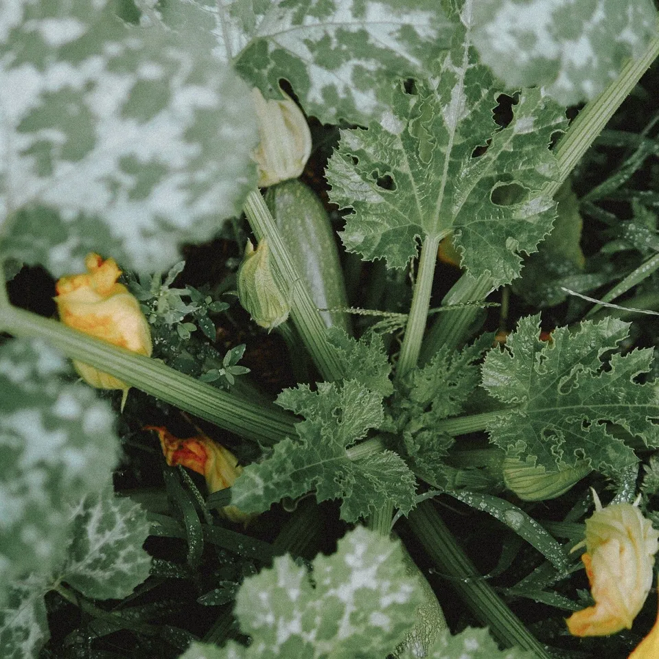 Courgette Ortolana di Faenza