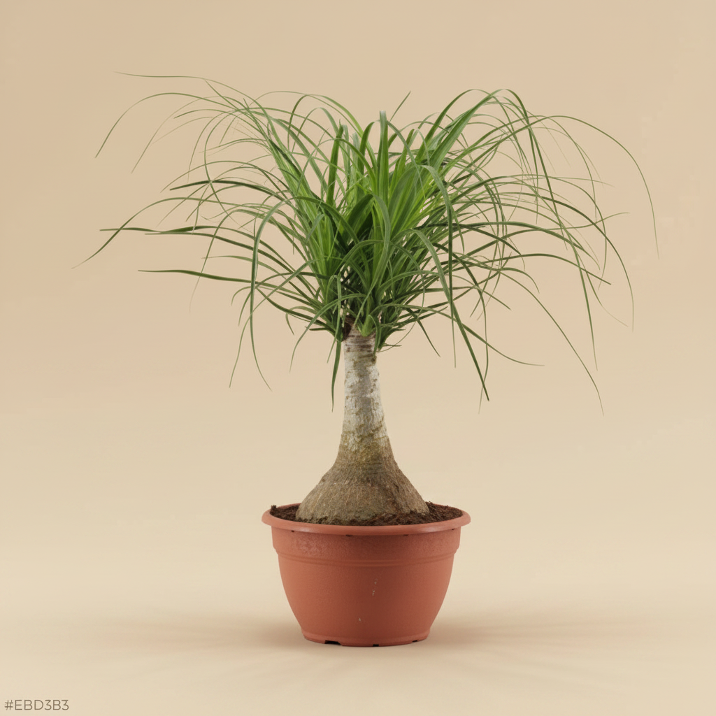 Beaucarnea plant in pot met warme beige studioachtergrond