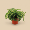 Chlorophytum Bonnie - warme beige studioachtergrond zonder label