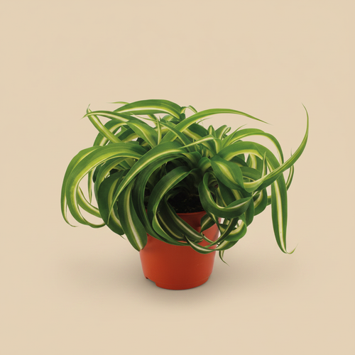 Chlorophytum Bonnie - warme beige studioachtergrond zonder label