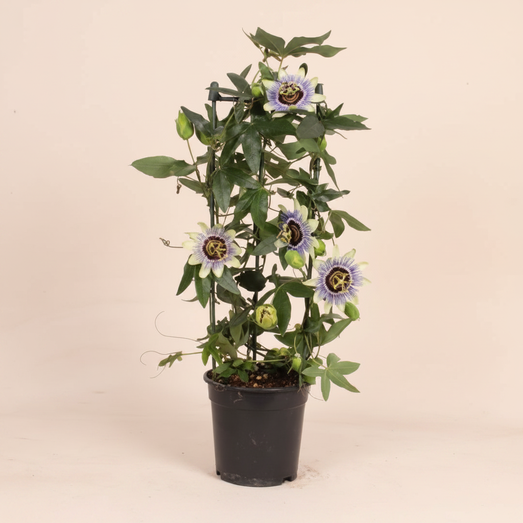 Passiflora Clear Sky – warme beige studioachtergrond
