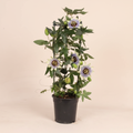 Passiflora Clear Sky – warme beige studioachtergrond