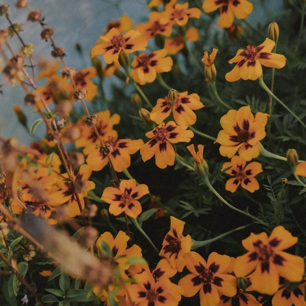 Afrikaantje met gele bloemen