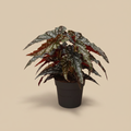 Begonia Blad Black Forest – beige studioachtergrond