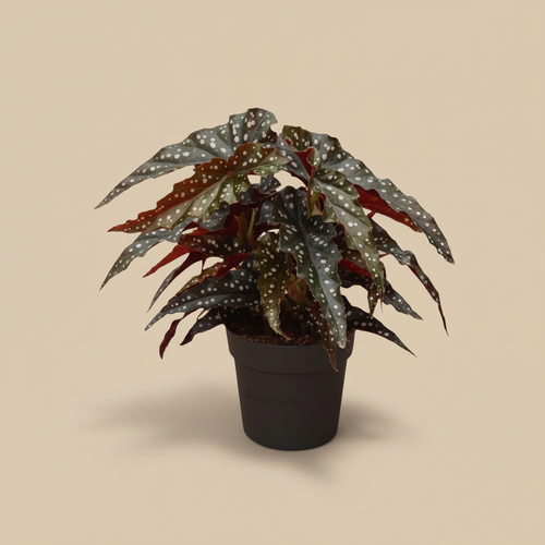 Begonia Blad Black Forest – beige studioachtergrond