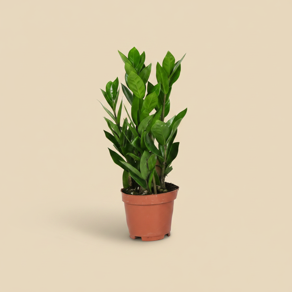 Zamioculcas 10,5 3 Veren - warme beige studioachtergrond
