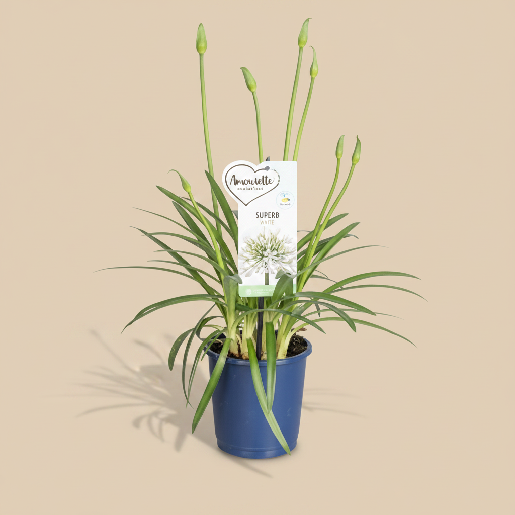 Agapanthus Amourette Superb White op warme beige studioachtergrond