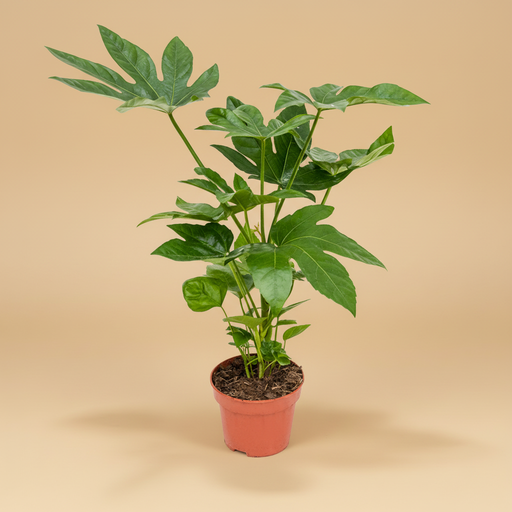 Fatsia japonica vingerplant in terracotta pot