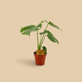 Monstera Thai Constellation – warme beige studioachtergrond