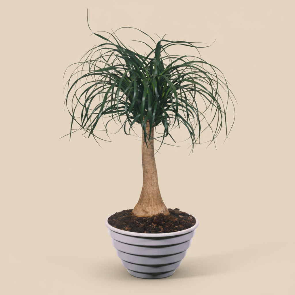 Beaucarnea beige studioachtergrond