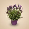 Lavandula Stoech Lusitanica – warme beige studioachtergrond