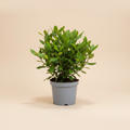 Laurus Nobilis 20/30 CM op warme beige studioachtergrond