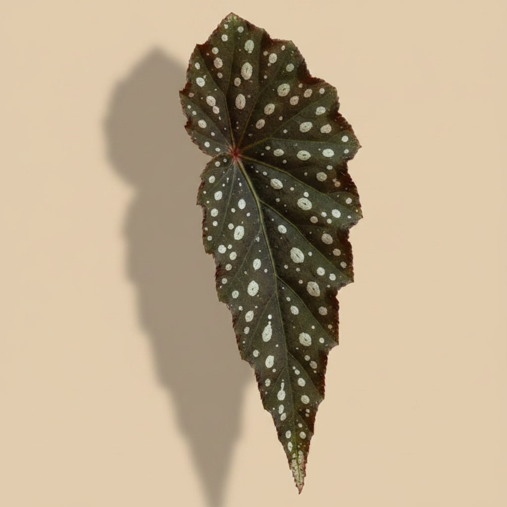 Begonia Blad Black Forest – close-up blad op beige studioachtergrond
