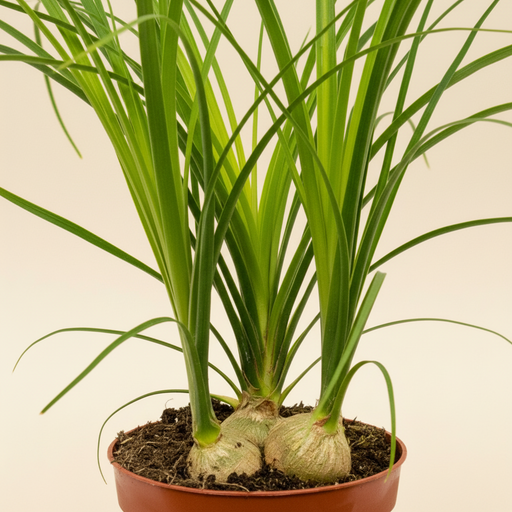 Nolina recurvata - Detail stam en bladeren