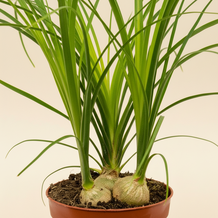 Nolina recurvata - Detail stam en bladeren