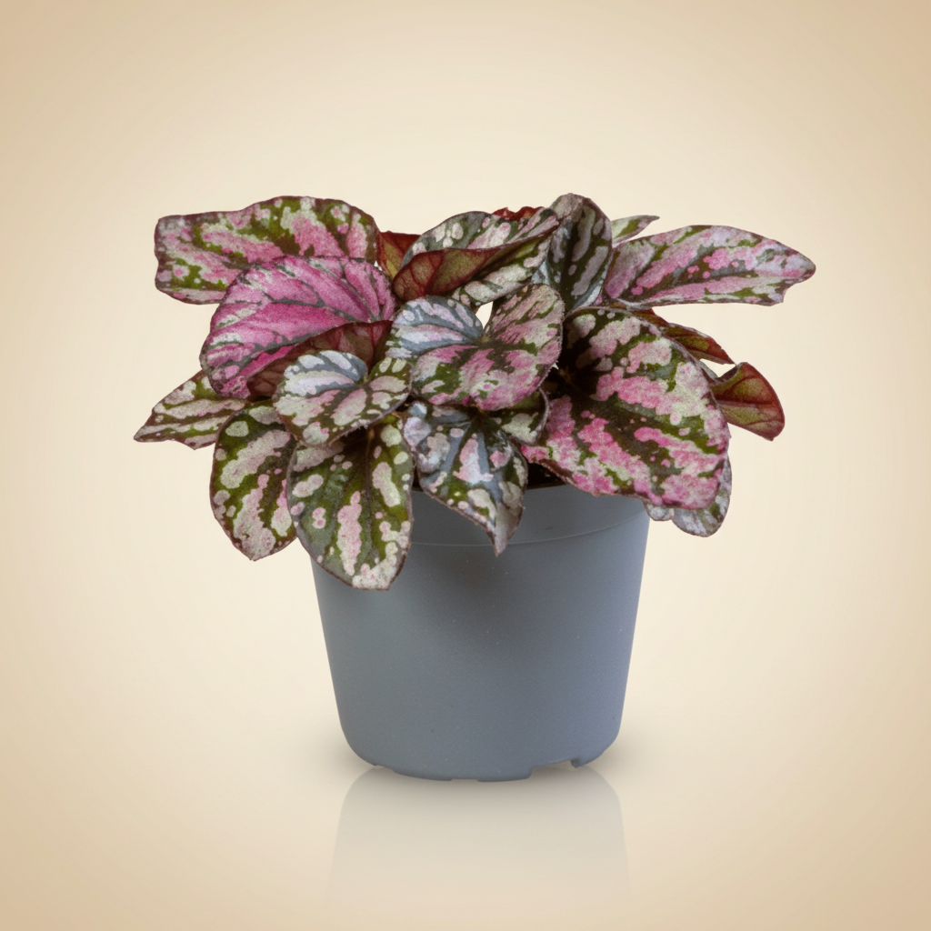 Begonia Rex mix | catalogusfoto