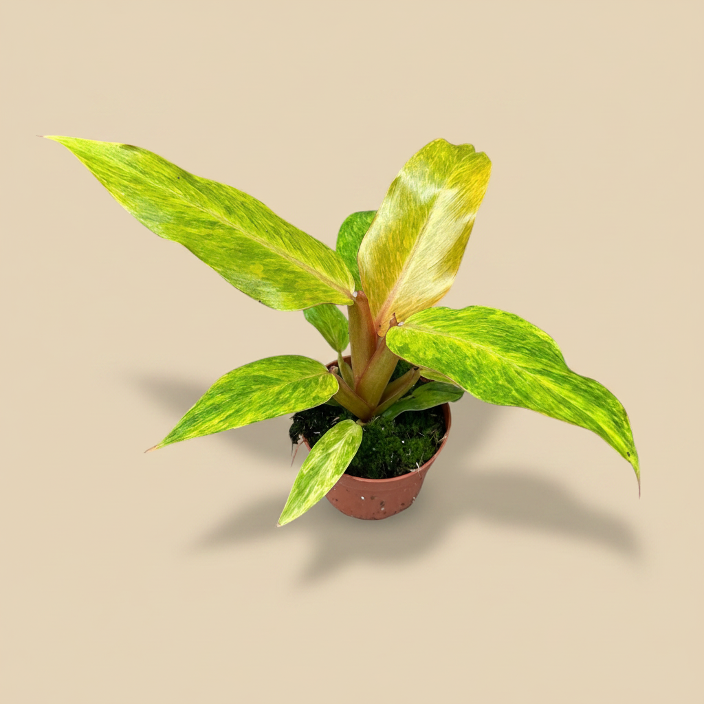 Philodendron 'Orange Marmalade' in pot op warme beige studioachtergrond