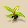 Philodendron 'Orange Marmalade' in pot op warme beige studioachtergrond
