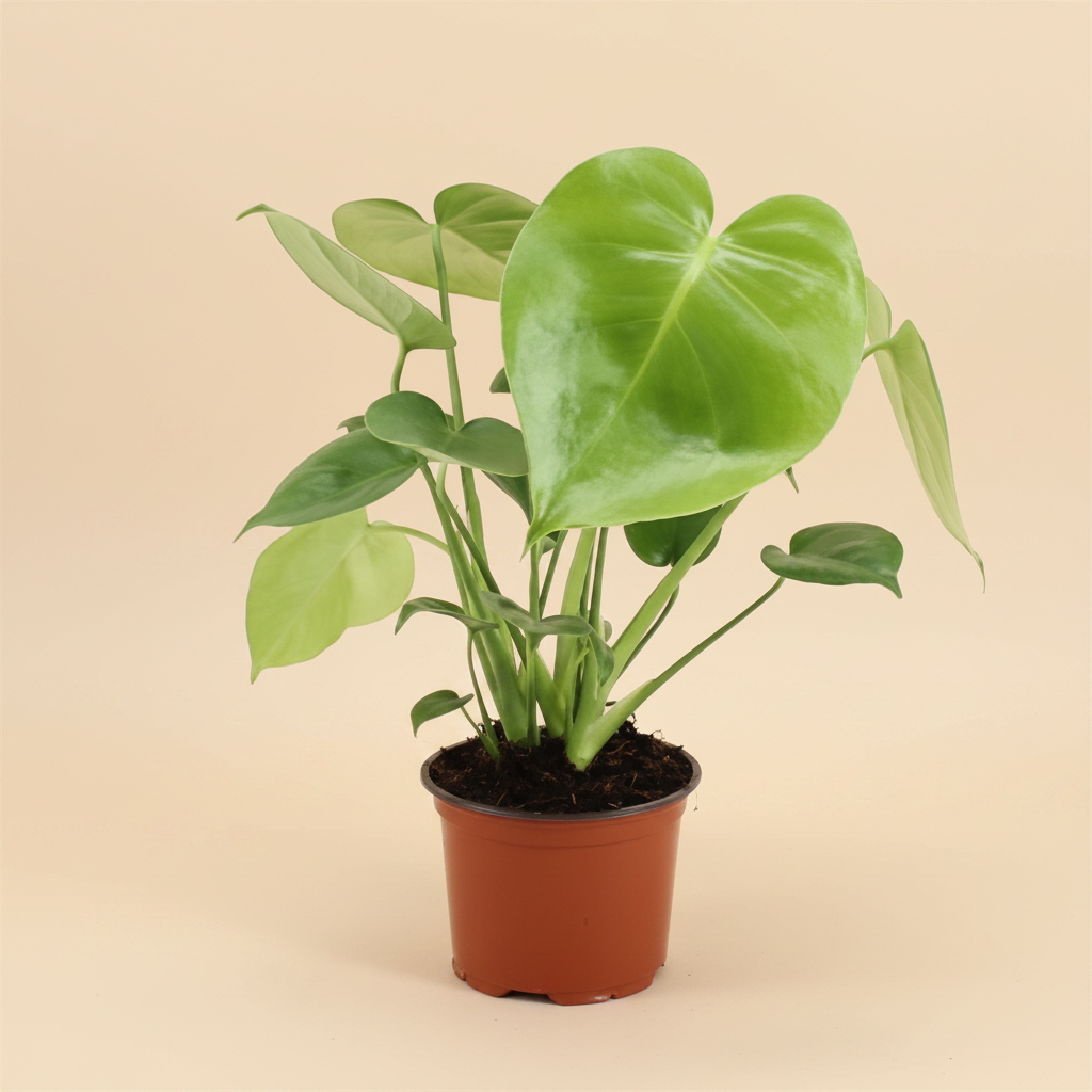 Monstera Deliciosa – warme beige studioachtergrond