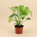 Monstera Deliciosa – warme beige studioachtergrond