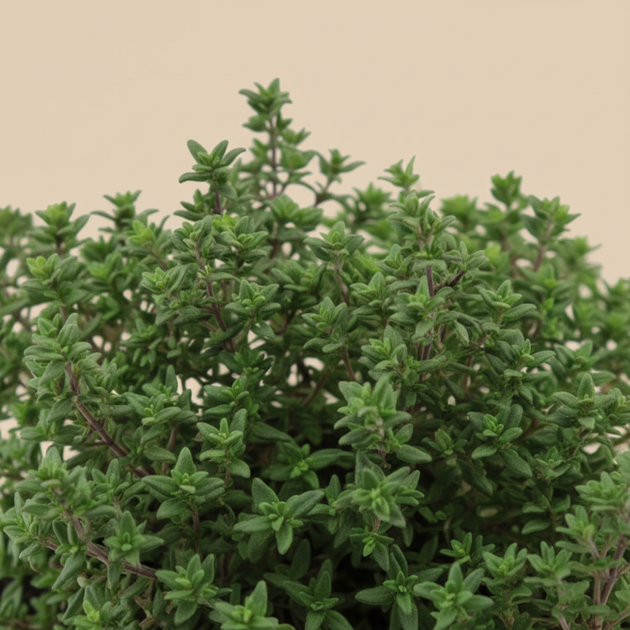 Thymus vulgaris Compactus - Detail bladeren