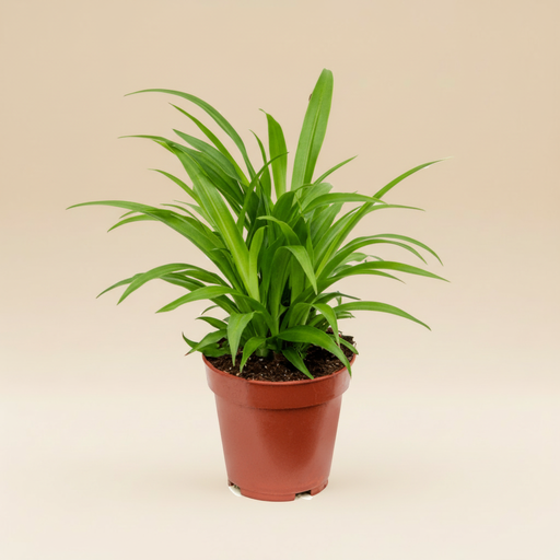 Chlorophytum comosum Lemon - Lemon Spiderplant in pot
