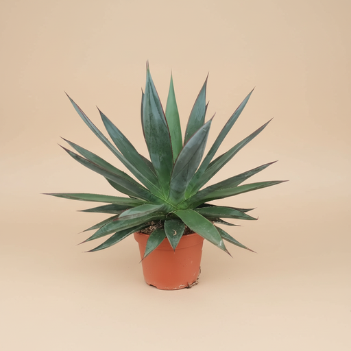 Agave Shaka Zulu - Vetplant in pot