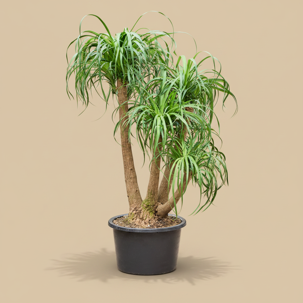 Beaucarnea recurvata in keramische pot op warme beige studioachtergrond