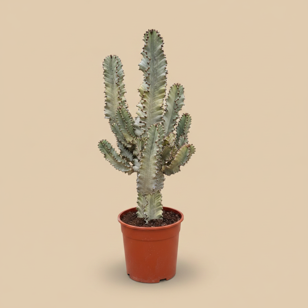 Euphorbia Ingens Variegata - warme beige studioachtergrond