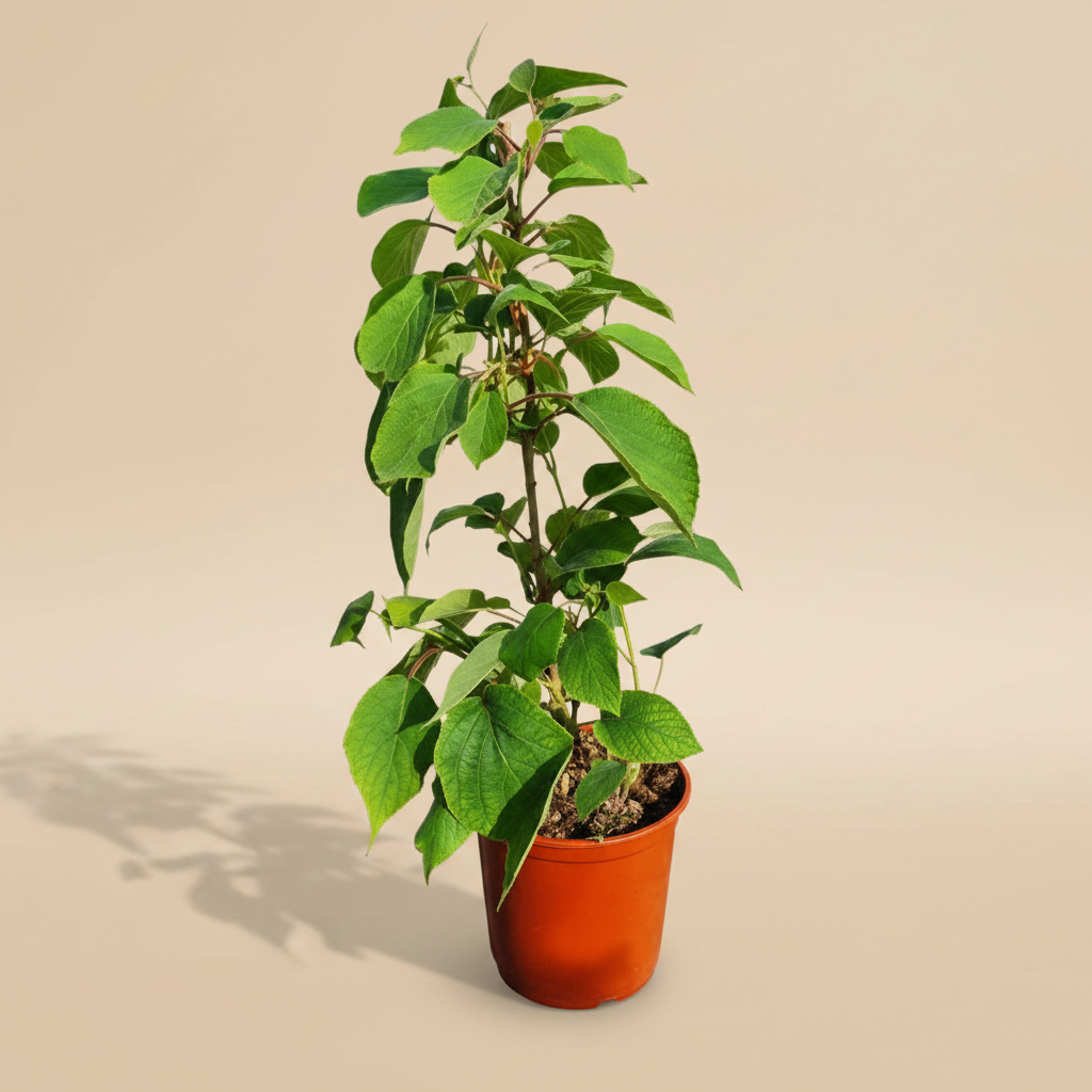 Actinidia Chinensis kiwi plant in pot met warme beige studioachtergrond