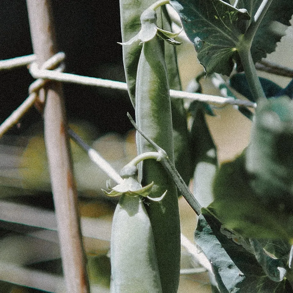 Doperwt Kelvedon Wonder
