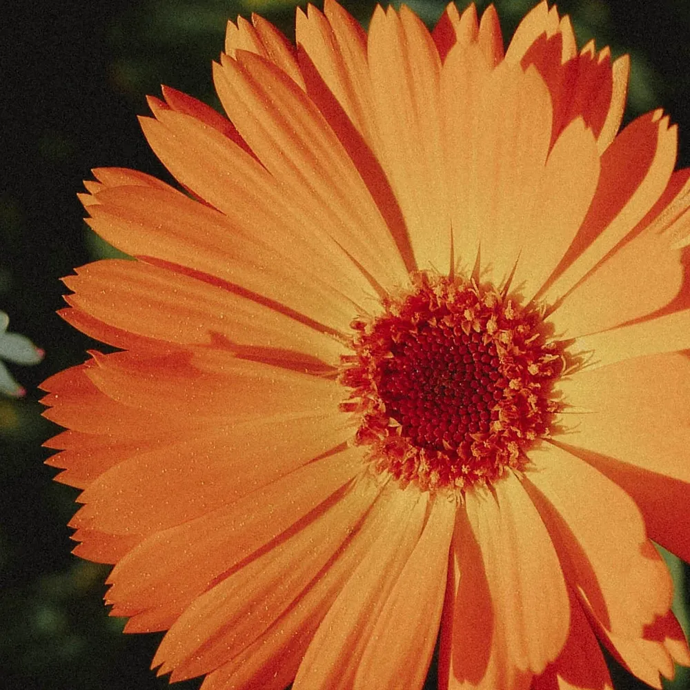 Goudsbloem