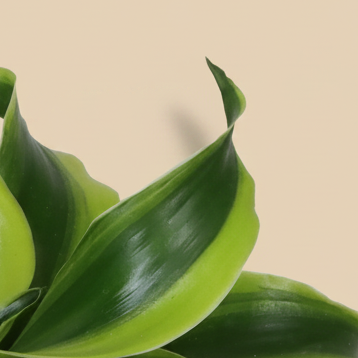 Dracaena fragrans Tornado – close-up gedraaid frisgroen blad