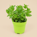 Mentha Spicata Maroc - Marok Munt op warme beige studioachtergrond